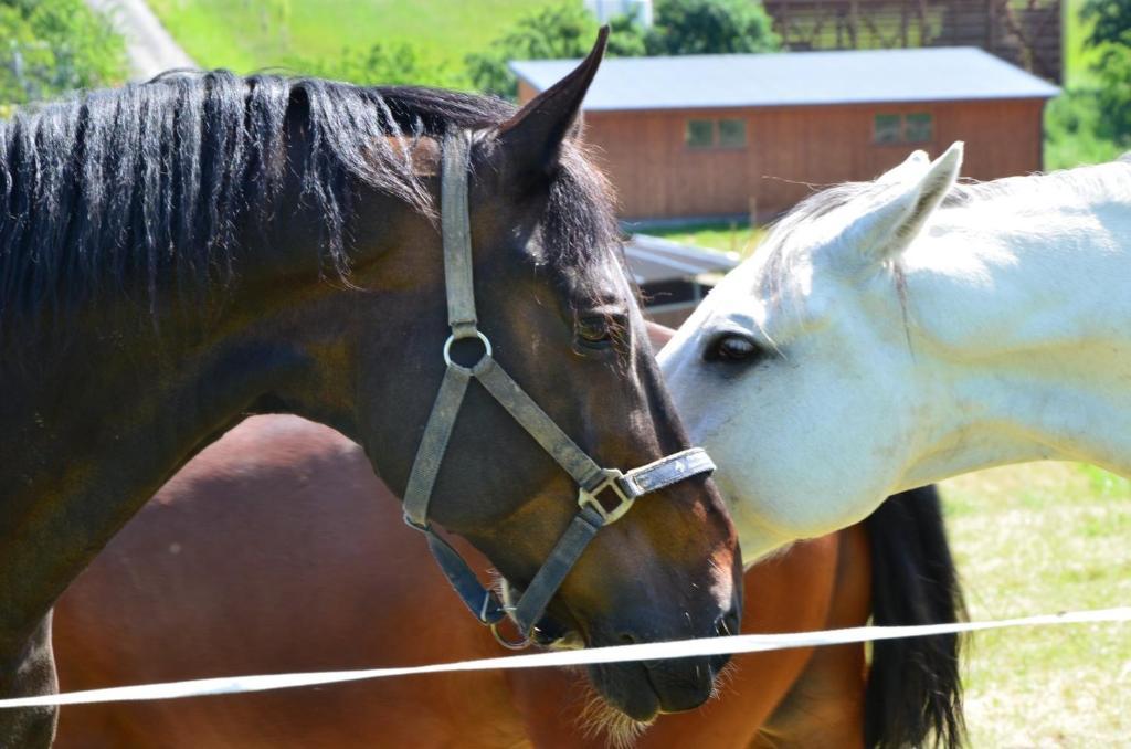 Hotel Horse Riding - Jezdecky Areal Trsice Bagian luar foto