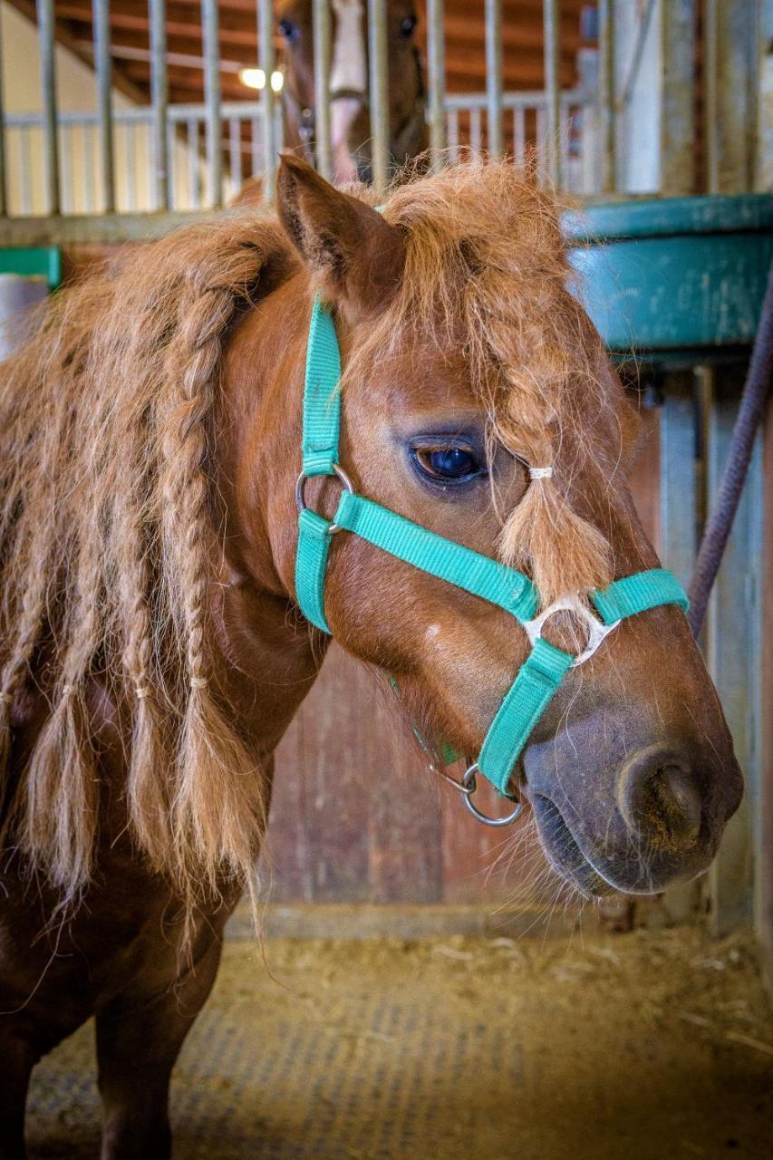 Hotel Horse Riding - Jezdecky Areal Trsice Bagian luar foto